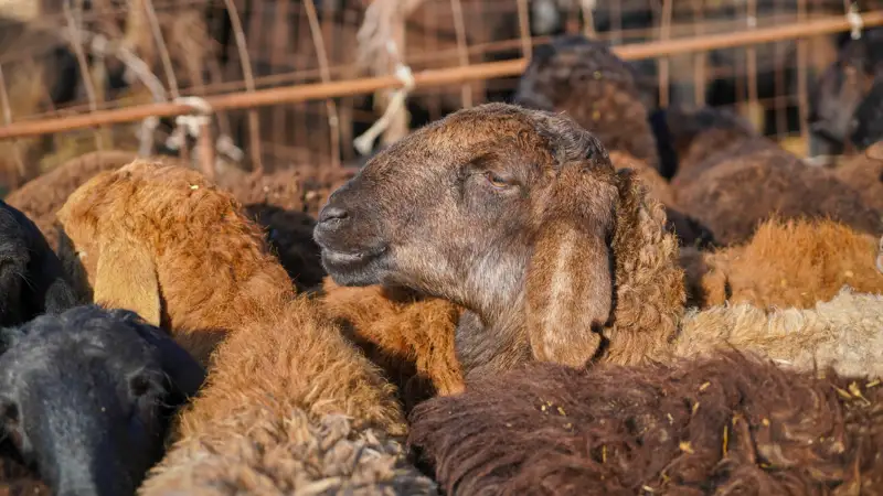 Скот, бараны, қойлар