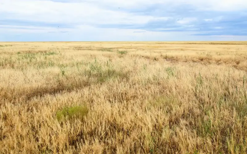 irrigated areas