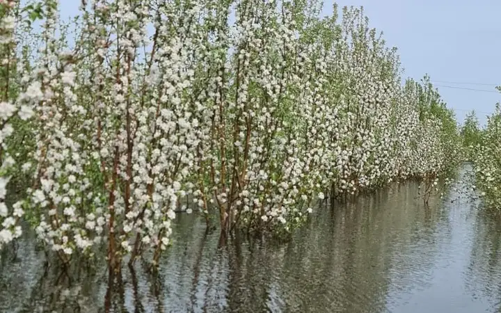 Яблоневый сад