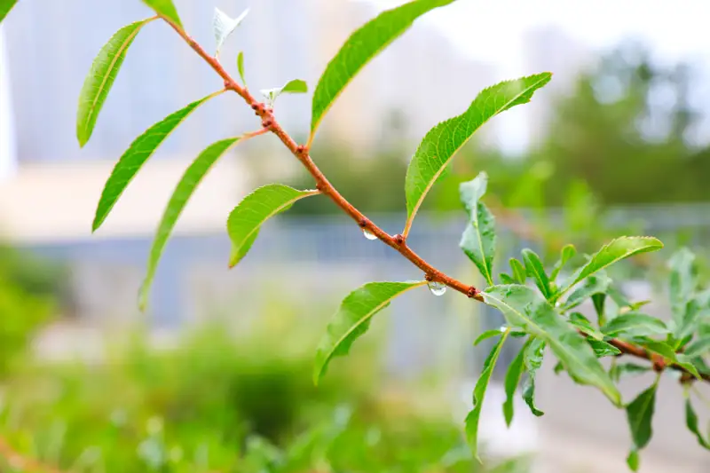 погода ауа райы