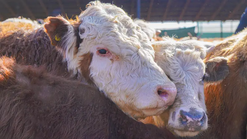 скот, сельское хозяйство, коровы, сиырлар, ауыл шаруашылығы