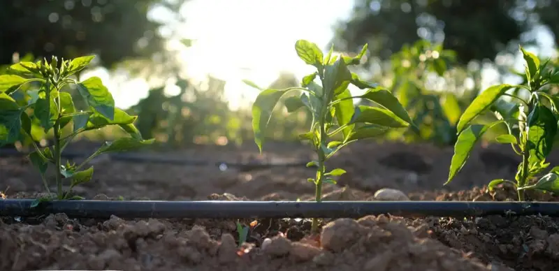 влагосберегающие технологии