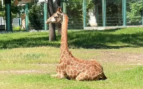 kerik