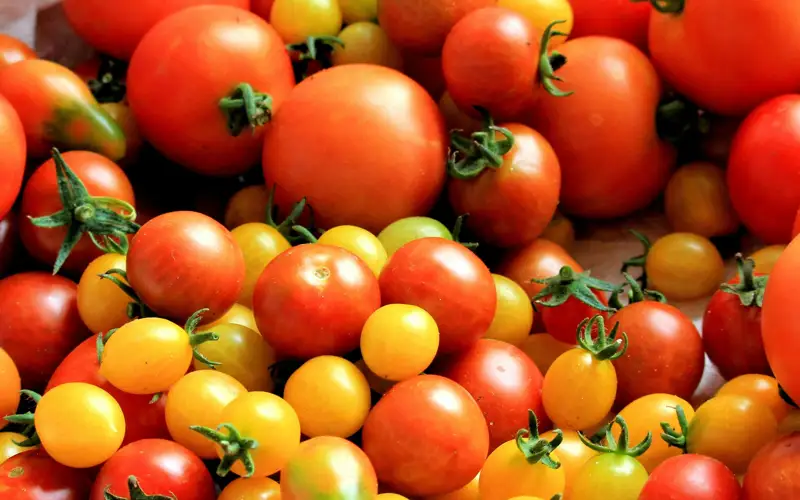 Томаты, помидоры