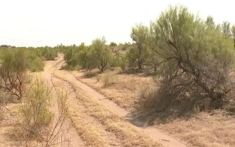 саксаул, пустыни, природа юга Казахстана