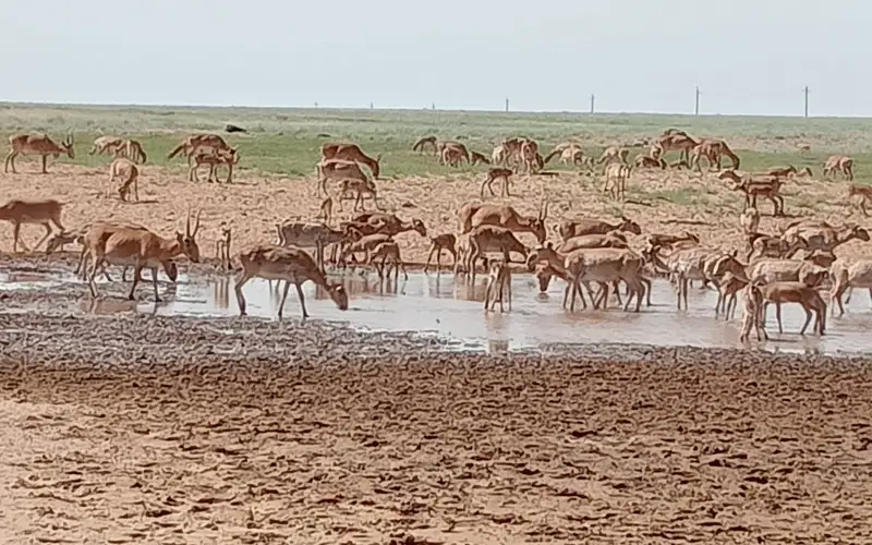 Батыс Қазақстанда киік егістік алқаптарына кіріп кетіп жатыр 