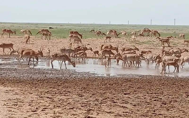 Сайгаки топчут засеянные поля в ЗКО