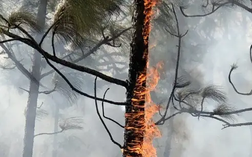 Лесные пожары разгорелись в России: режим ЧС ввели в Забайкалье и Бурятии