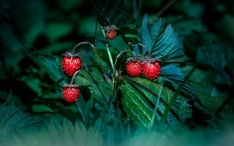 ягоды грибы