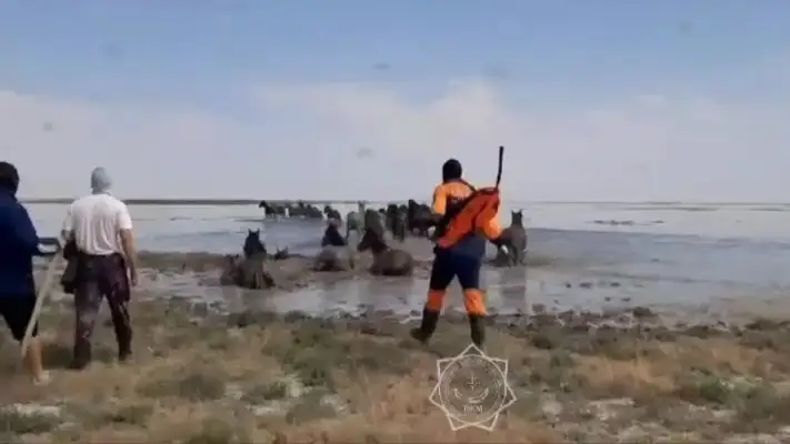 300 лошадей вытащили из воды в Атырау