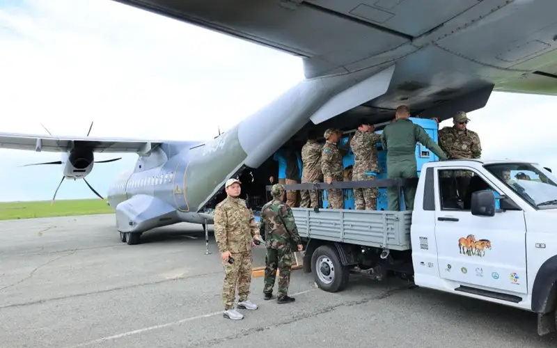 40 лошадей Пржевальского привезут из Чехии в Казахстан 