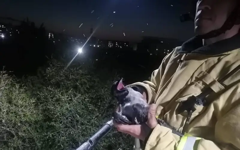 спасение вороны в Кокшетау