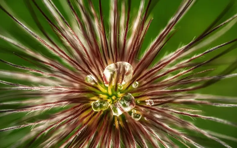 прострел обыкновенный