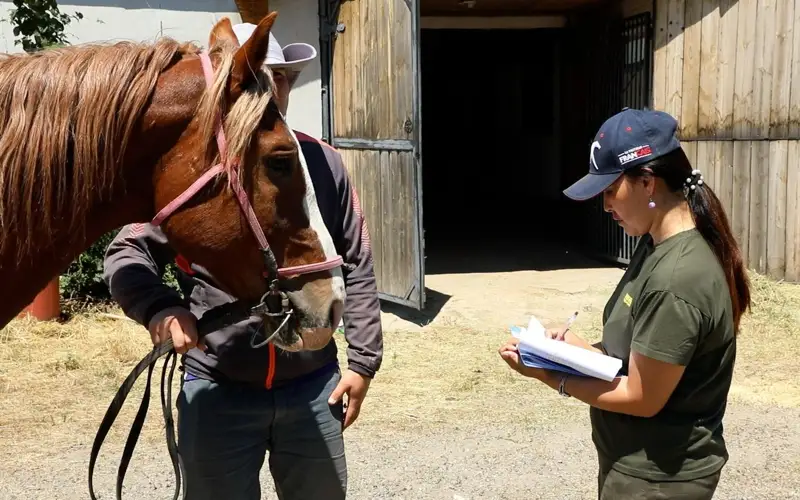 Игры кочевников: казахстанские ученые обследуют состояние спортсменов и лошадей