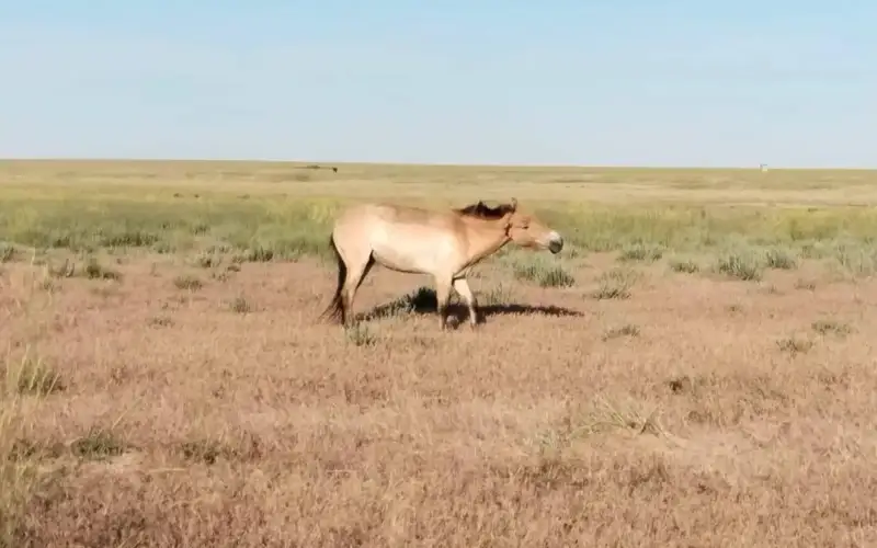Przewalski's horse