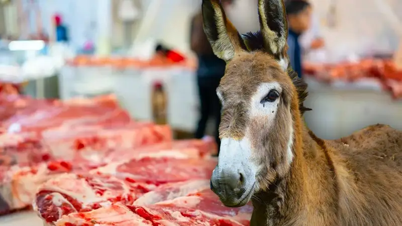 ослиное мясо