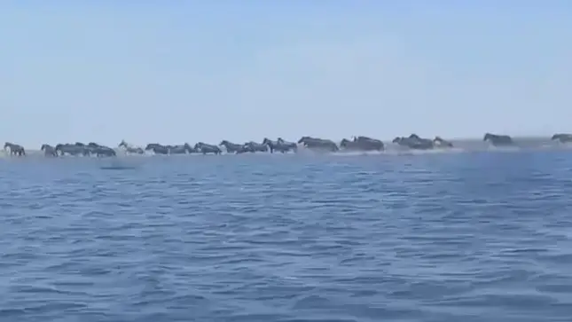 Табун лошадей чуть не утонул в Атырауской области