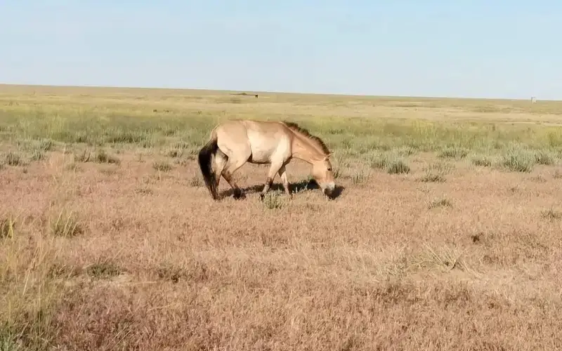 Przewalski's horse