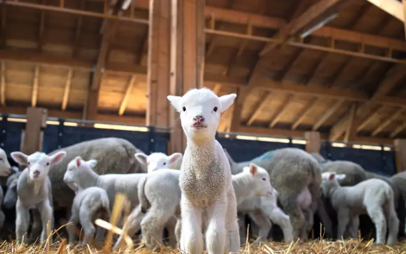 овцы, ягнята, ягненок, скот, животноводство, животные