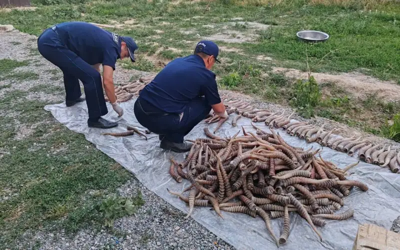 Рога сайги на 1,2 млрд тенге обнаружили у жителя области Жетысу