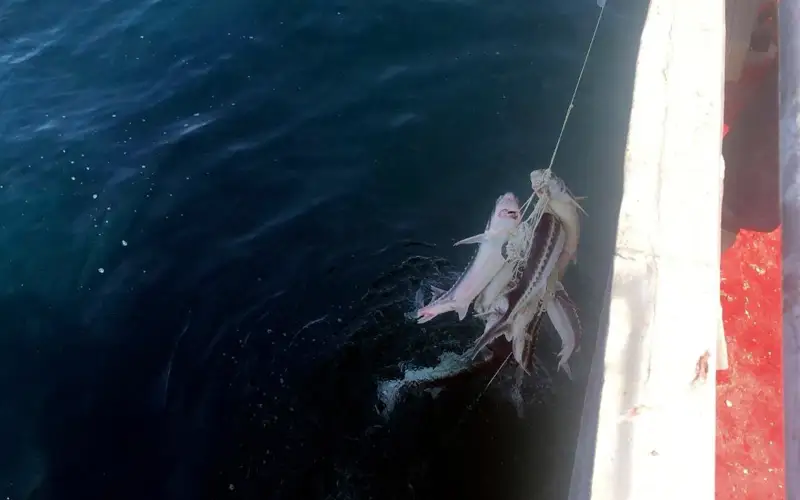 Каспий, осетр, рыба