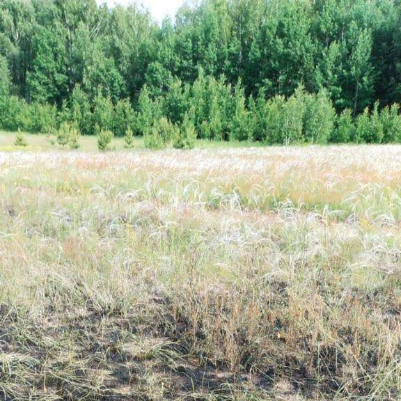 За возгорание на территории «Семей орманы» наказали жителя области Абай Семей орманы, лес, пожар