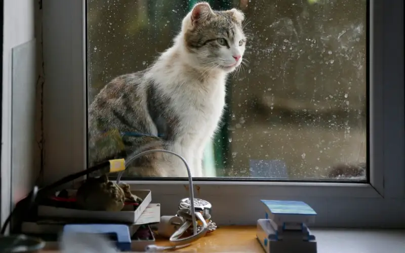 кошка, кот
