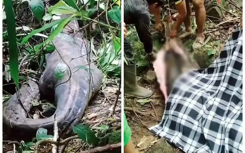 Индонезияда 50 ёшли аёлни питон ютиб юборди