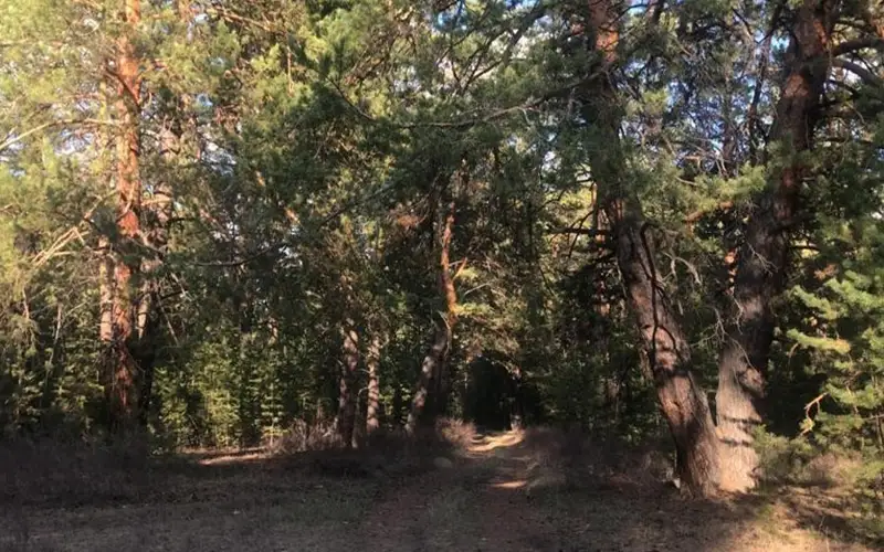 Тропу со сказочными героями привели в порядок в Павлодарской области