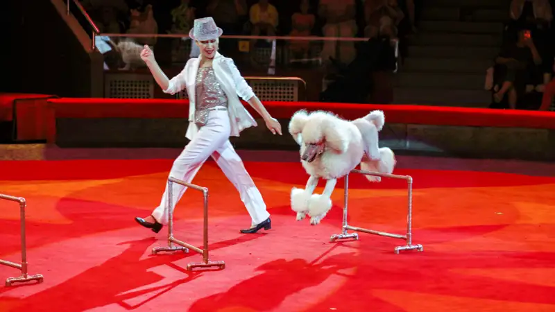 Цирк собака ит