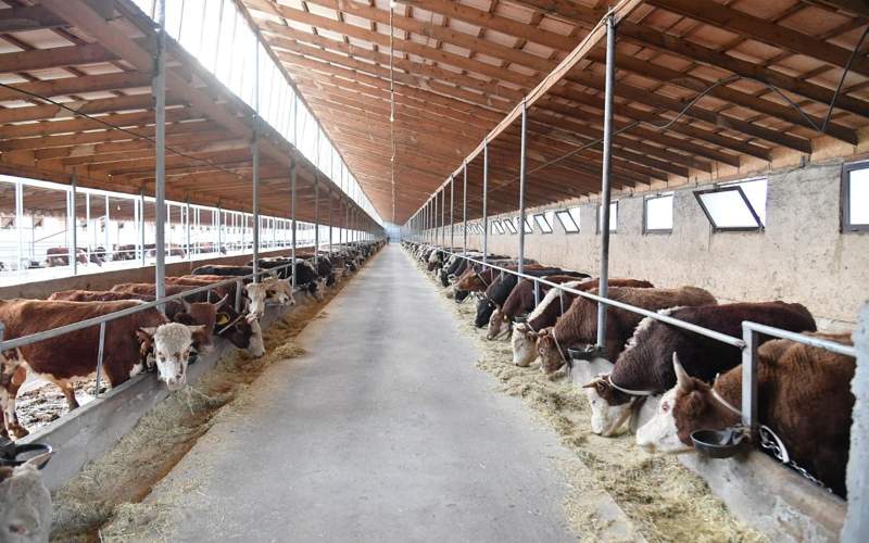 ірі қара төрт түлік