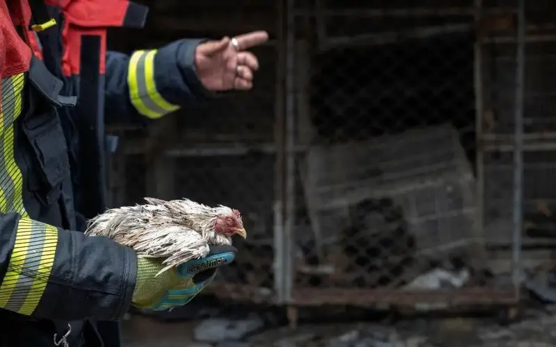 Около 1000 животных погибли в результате пожара на знаменитом рынке в Бангкоке