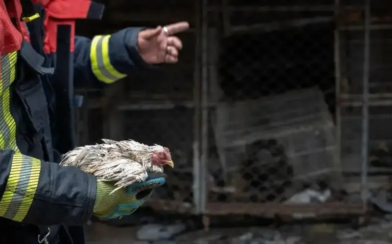 Бангкокдаги машҳур бозорда юз берган ёнғинда 1000 га яқин ҳайвон нобуд бўлди