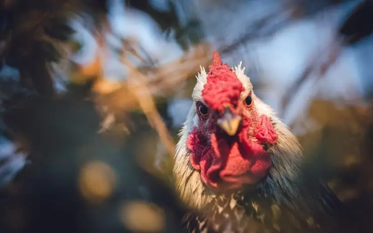 В Минздраве рассказали, грозит ли казахстанцам птичий грипп