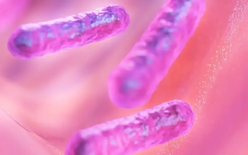 Bacterium 