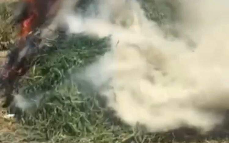 конопля конопля