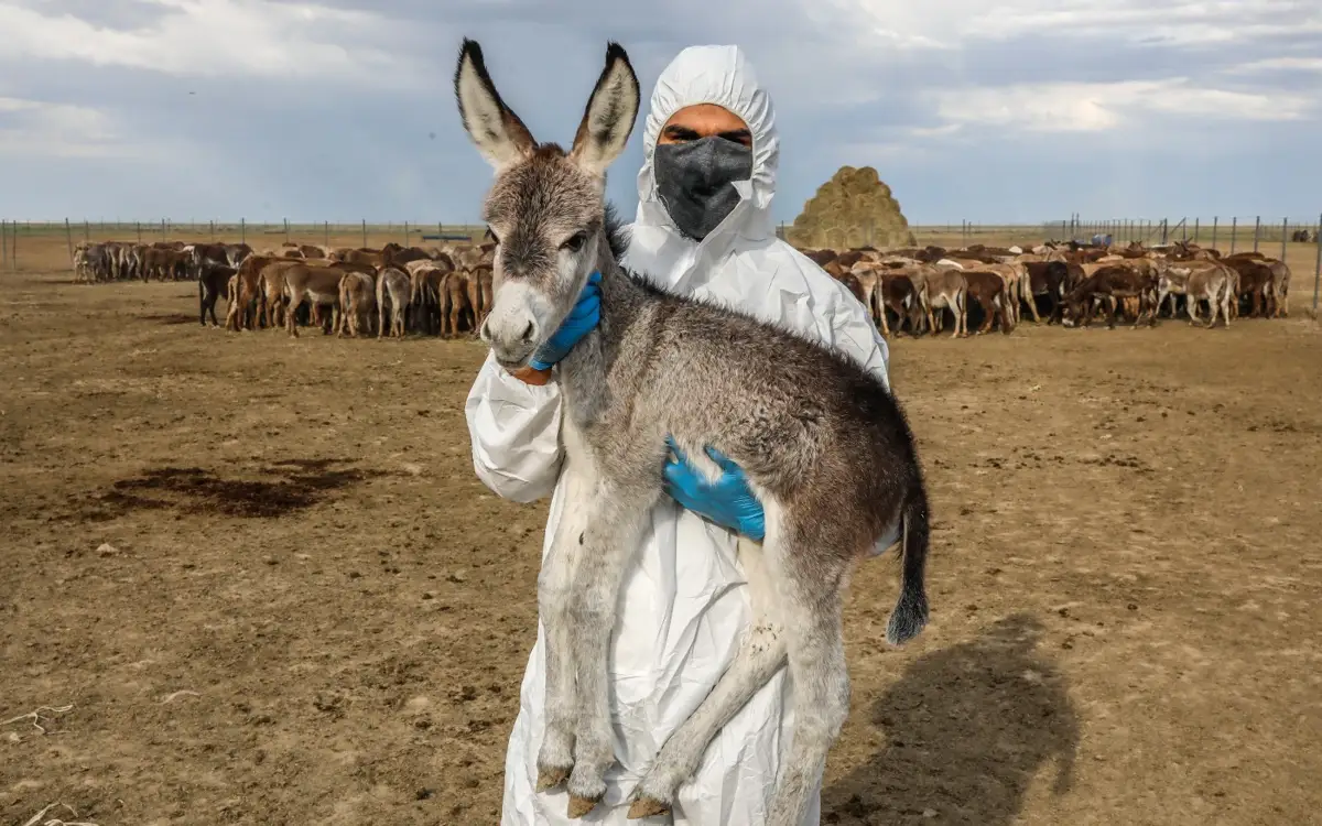 Әдемі стюардессалардың эротикалық суреттері