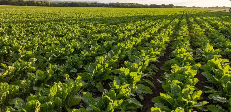 Сахарная свекла