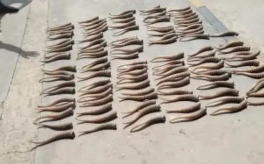 Рога сайги пытались провезти через Хоргос