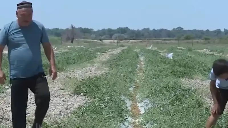 На борьбу с саранчой просят технику у крестьян в Казахстане