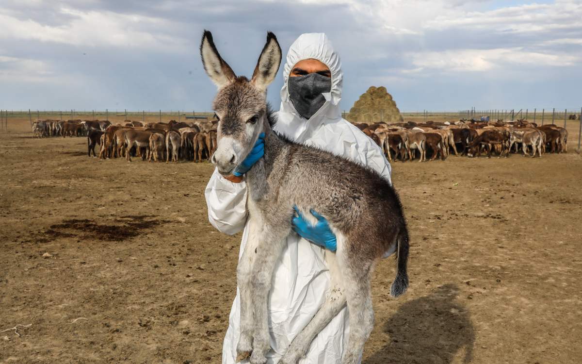 Ослы на экспорт в Китай – фоторепортаж с необычной фермы под Алматы