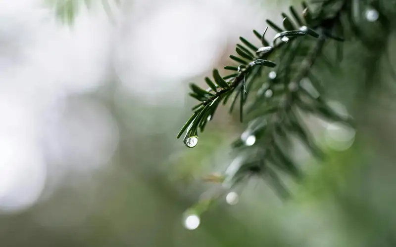 Жаңбыр, бұршақ, жел: 15 маусымға арналған ауа райы болжамы