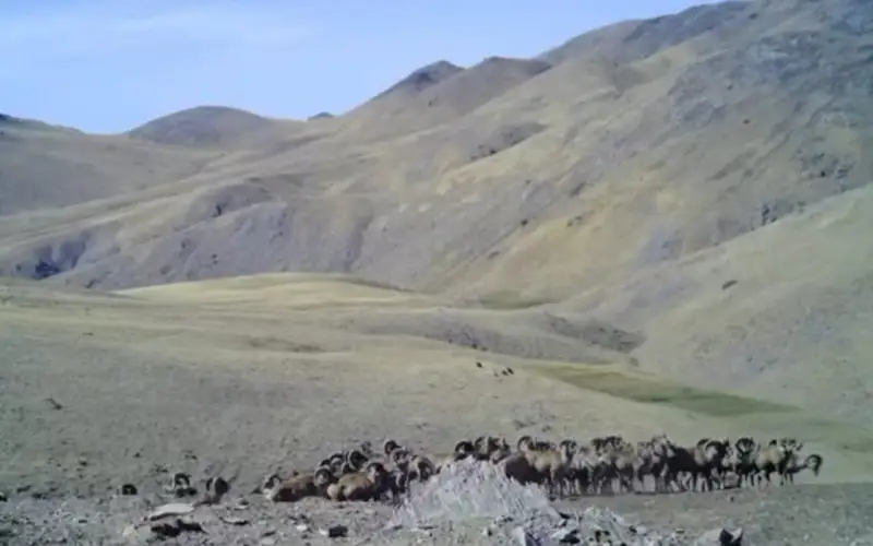 Архары попали на кадры фотоловушки в Каратауском природном заповеднике