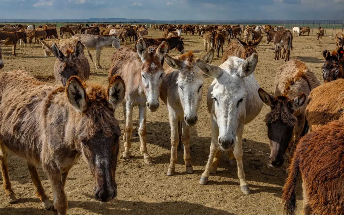 Жыныстық құмарлар