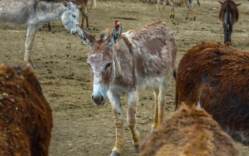 Ферма осликов