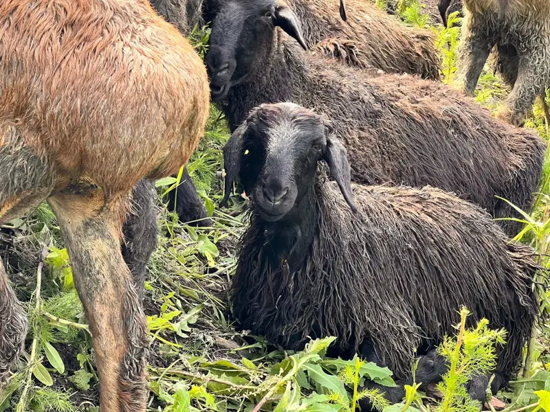 Qurban shalý oryndary bekitildi 