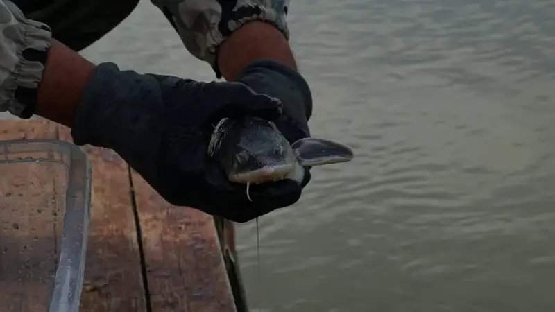 Ертіске бекіре жіберілді