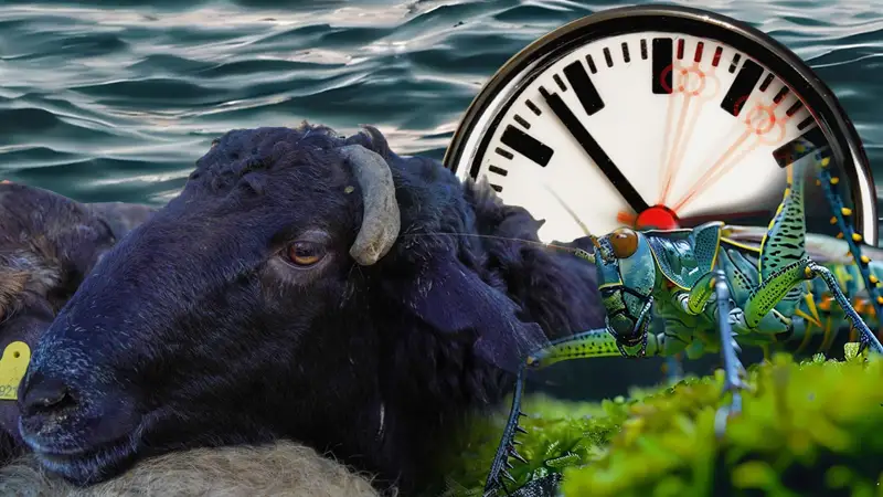 Курбан айт, туризм и нашествие саранчи — чем запомнилась эта неделя