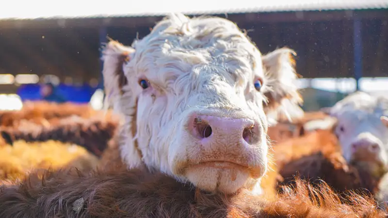 корова сиыр