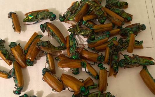 Сексуалды аяқтар порно видео